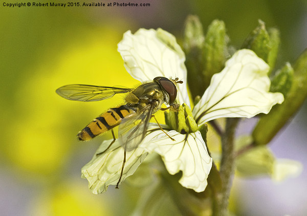  Hoverfly Picture Board by Robert Murray