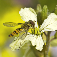 Buy canvas prints of  Hoverfly by Robert Murray