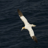 Buy canvas prints of  The Gannet by Robert Murray