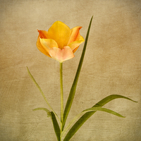 Buy canvas prints of  Orange Tulip by Robert Murray