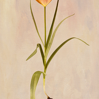 Buy canvas prints of  Botanical Tulip 2 by Robert Murray