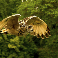 Buy canvas prints of  Eagle Owl by Robert Murray