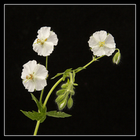 Buy canvas prints of   White Dusky Cranesbill by Robert Murray