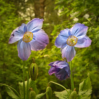 Buy canvas prints of  Meconopsis Mrs Jebb by Robert Murray