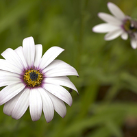 Buy canvas prints of  Cape Daisy by Robert Murray