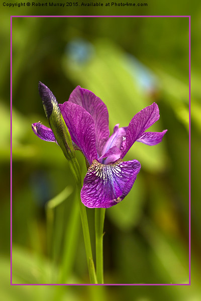  Siberian Iris Picture Board by Robert Murray