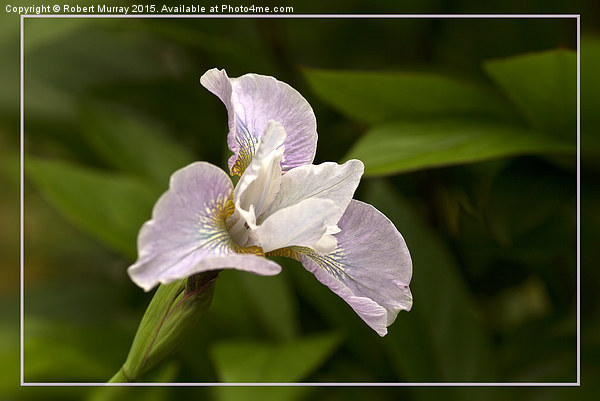  Siberian Iris Picture Board by Robert Murray