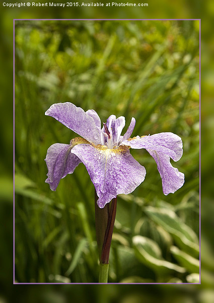  Iris in the Rain Picture Board by Robert Murray