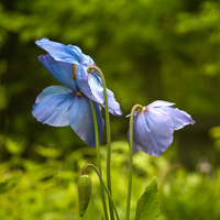 Buy canvas prints of Meconopsis  Mrs Jebb by Robert Murray