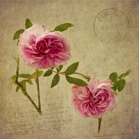 Buy canvas prints of  Roses of Paris by Robert Murray
