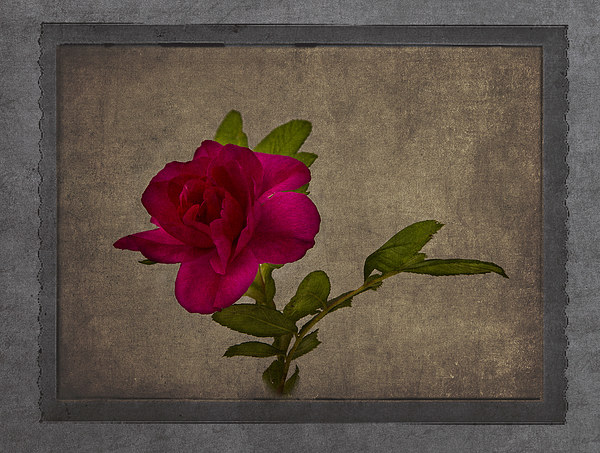  Red Rose Picture Board by Robert Murray