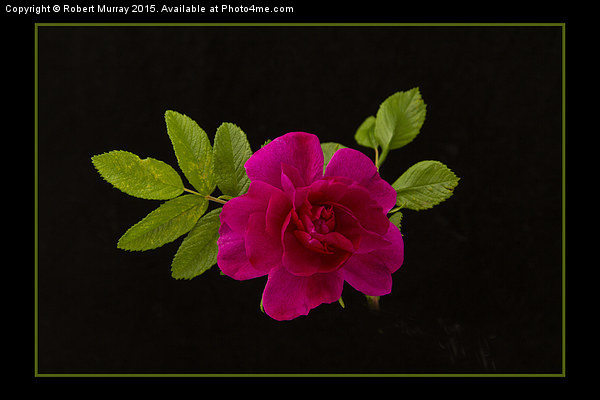  Red Rose on Black Picture Board by Robert Murray