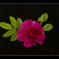 Buy canvas prints of  Red Rose on Black by Robert Murray