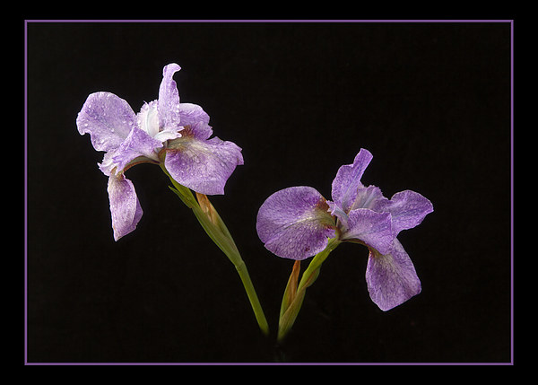  Beautiful Irises Picture Board by Robert Murray