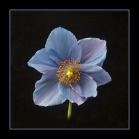 Buy canvas prints of Himalayan Blue Poppy by Robert Murray