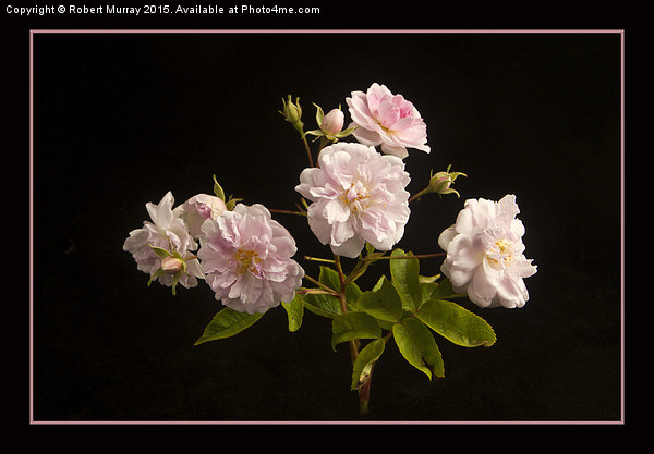  Musk Rose on Black Picture Board by Robert Murray