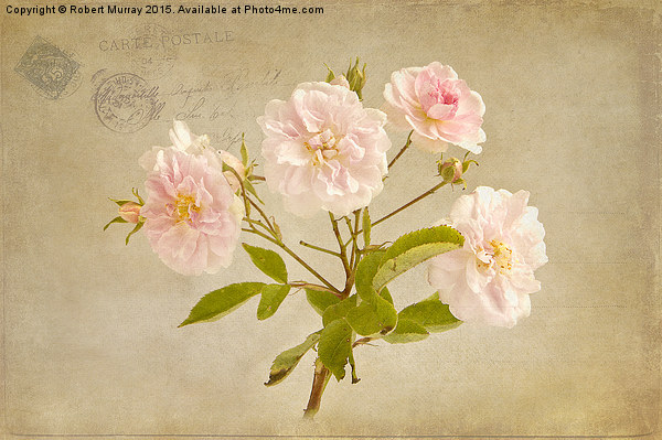  Musk Rose from Paris Picture Board by Robert Murray