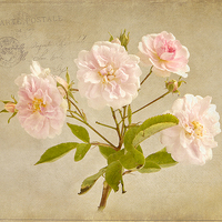 Buy canvas prints of  Musk Rose from Paris by Robert Murray