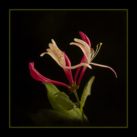 Buy canvas prints of  Honeysuckle by Robert Murray