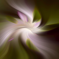 Buy canvas prints of  Floral Abstract 2 by Robert Murray