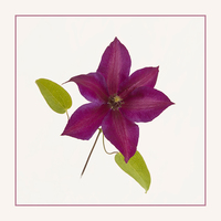 Buy canvas prints of  Clematis  by Robert Murray