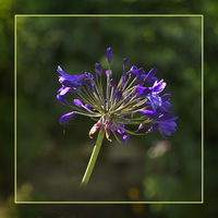 Buy canvas prints of  Agapanthus by Robert Murray