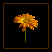 Buy canvas prints of  Marigold by Robert Murray
