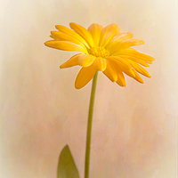Buy canvas prints of  Marigold Pastel by Robert Murray
