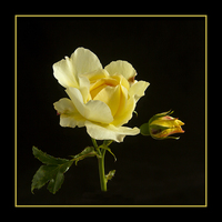 Buy canvas prints of  Last Rose of Summer by Robert Murray