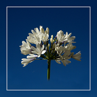 Buy canvas prints of  White Agapanthus by Robert Murray