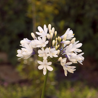 Buy canvas prints of White Agapanthus 2  by Robert Murray