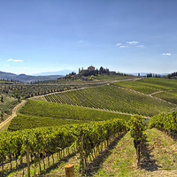 Buy canvas prints of  Vineyards of Tuscany by Robert Murray