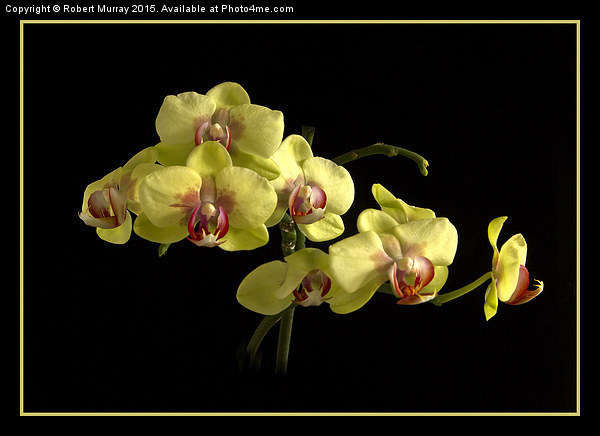 Moth Orchid  Picture Board by Robert Murray