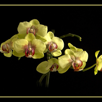 Buy canvas prints of Moth Orchid  by Robert Murray
