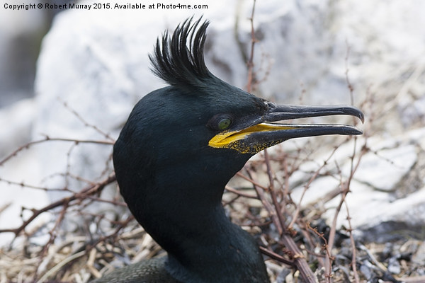  Shag on Nest Picture Board by Robert Murray