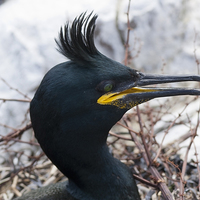 Buy canvas prints of  Shag on Nest by Robert Murray