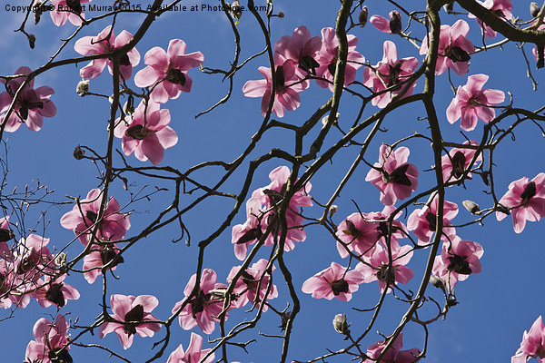  Pink Magnolia Picture Board by Robert Murray