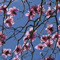 Buy canvas prints of  Pink Magnolia by Robert Murray