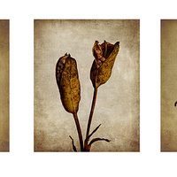 Buy canvas prints of  Seedpod Triptych by Robert Murray
