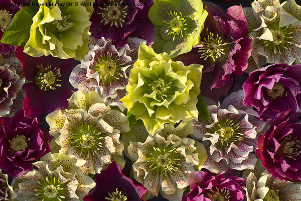  Hellebores Picture Board by Robert Murray