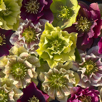 Buy canvas prints of  Hellebores by Robert Murray