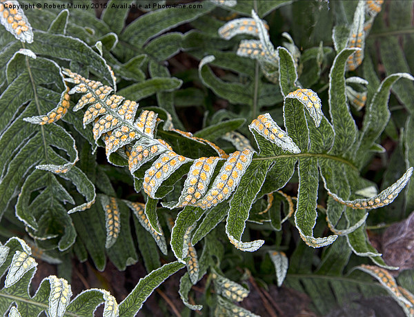  Frosted Fern Picture Board by Robert Murray