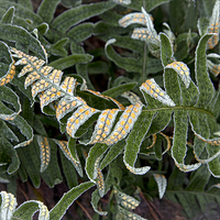 Buy canvas prints of  Frosted Fern by Robert Murray