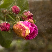 Buy canvas prints of  The Last Rosebuds by Robert Murray