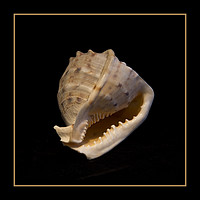 Buy canvas prints of Conch by Robert Murray
