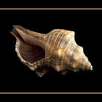 Buy canvas prints of Conch 2 by Robert Murray