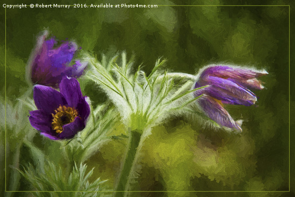 Pasqueflower Picture Board by Robert Murray