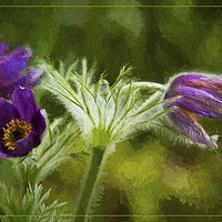 Buy canvas prints of Pasqueflower by Robert Murray