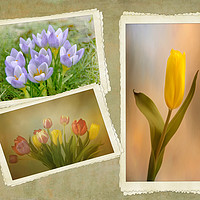 Buy canvas prints of Visions of Springtime by Robert Murray
