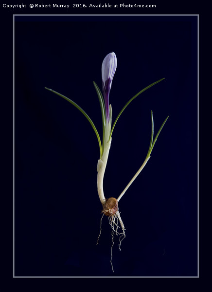 Botanical crocus Picture Board by Robert Murray